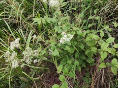 Eupatorium chinense