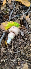 Agaricus subrufescens