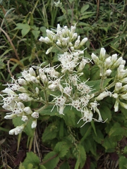 Eupatorium chinense