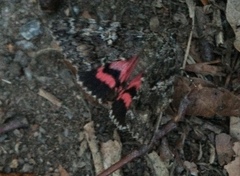 Catocala sponsa