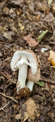 Agaricus subrufescens