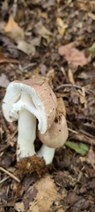 Agaricus subrufescens