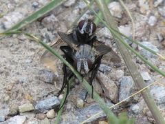 Rhamphina rectirostris