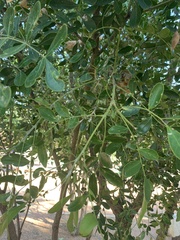 Dermatophyllum secundiflorum