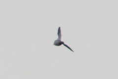 Gallinago gallinago