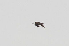 Gallinago gallinago