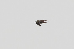 Gallinago gallinago