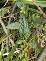 Teucrium pernyi
