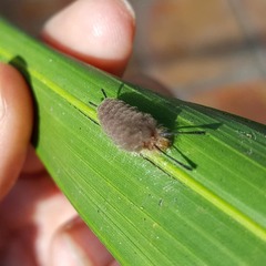 Gymnelia