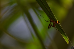 Insecta