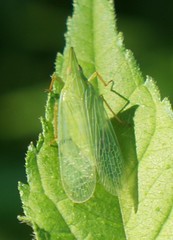 Rhynchomitra microrhina