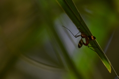 Insecta