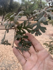Andricus kingi