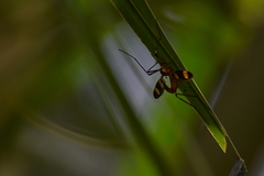 Insecta
