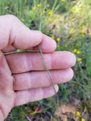 Aristida longespica