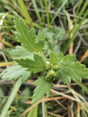 Chrysanthemum indicum