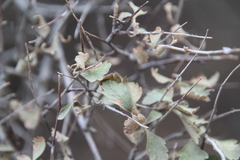 Holodiscus discolor microphyllus