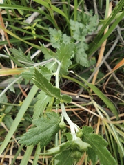 Chrysanthemum indicum