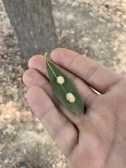 Druon quercuslanigerum