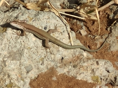 Podarcis vaucheri