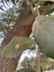 Druon quercuslanigerum