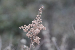 Holodiscus discolor microphyllus