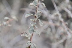 Holodiscus discolor microphyllus