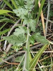 Chrysanthemum indicum