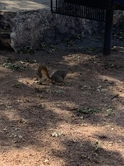 Sciurus niger