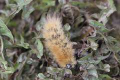 Spilosoma lutea
