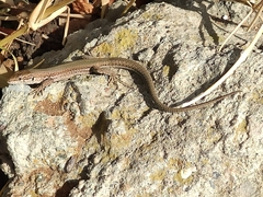 Podarcis vaucheri