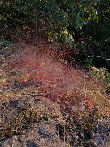 Muhlenbergia capillaris var. capillaris