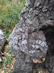 Pseudomonas