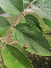Harmonia axyridis