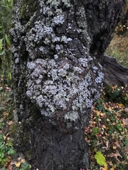 Pseudomonas
