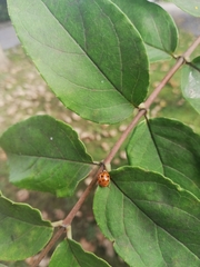 Harmonia axyridis