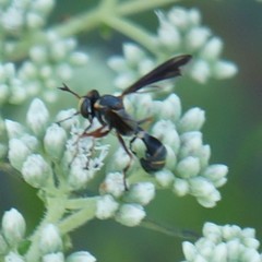 Physocephala sagittaria