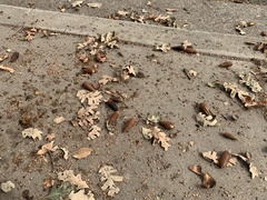 Quercus lobata