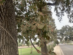Quercus lobata