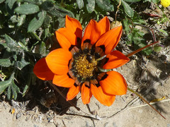 Gazania rigida