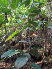Schisandra chinensis