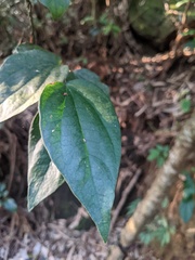 Schisandra chinensis