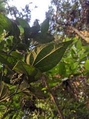 Schisandra chinensis