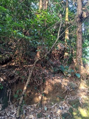 Schisandra chinensis