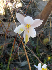 Cyanella alba