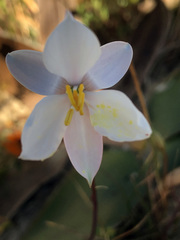 Cyanella alba
