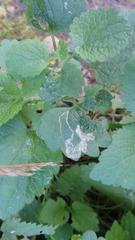 Amauromyza labiatarum