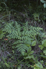 Chaerophyllum villarsii