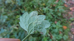 Amauromyza labiatarum