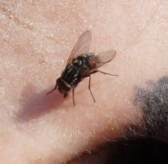 Muscinae